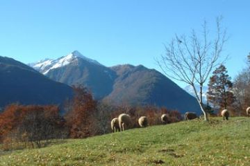 Pecore al Pascolo e Vista sul Pizzo Ragno