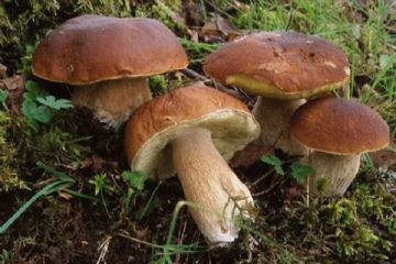 Regolamento raccolta funghi 2021
